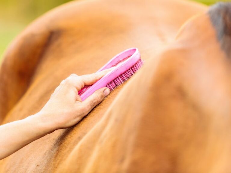 Como Colocar Sela no Cavalo: Guia Prático e Detalhado