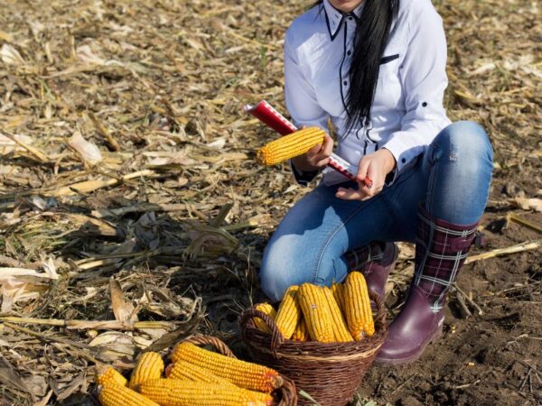 Melhor Bota para Trabalhar na Roça: Durabilidade e Conforto
