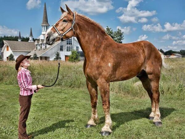Qual é o Maior Cavalo do Mundo e Quais Suas Características?