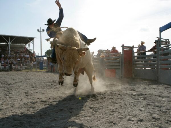 Como Fazer Versos de Rodeios Tradicionais e Cativantes?