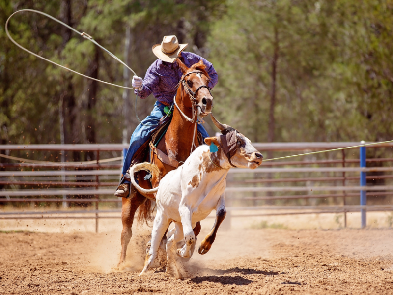 O que é team roping